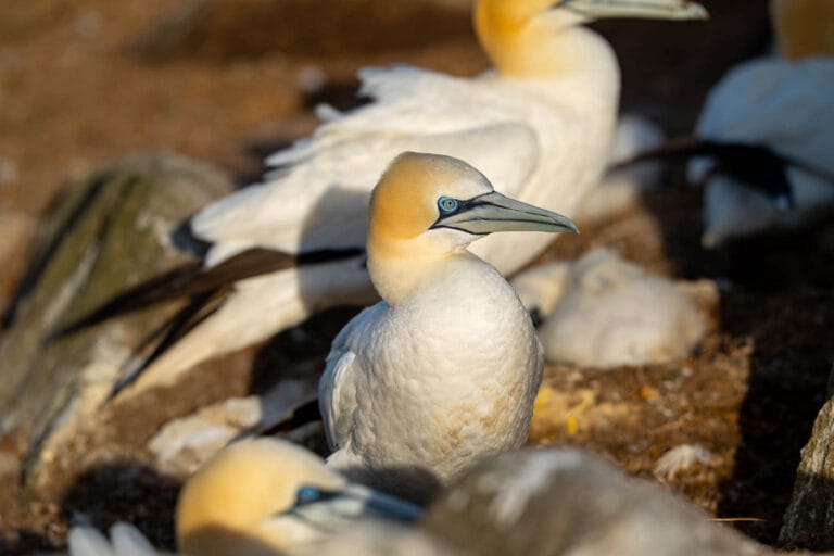 Gannet