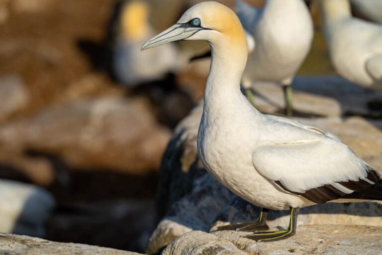 Gannet