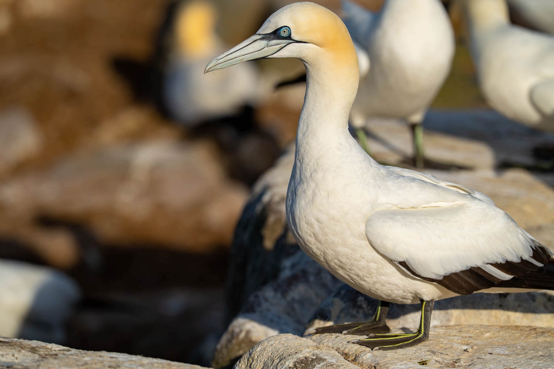 Gannet