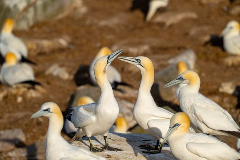 Gannet