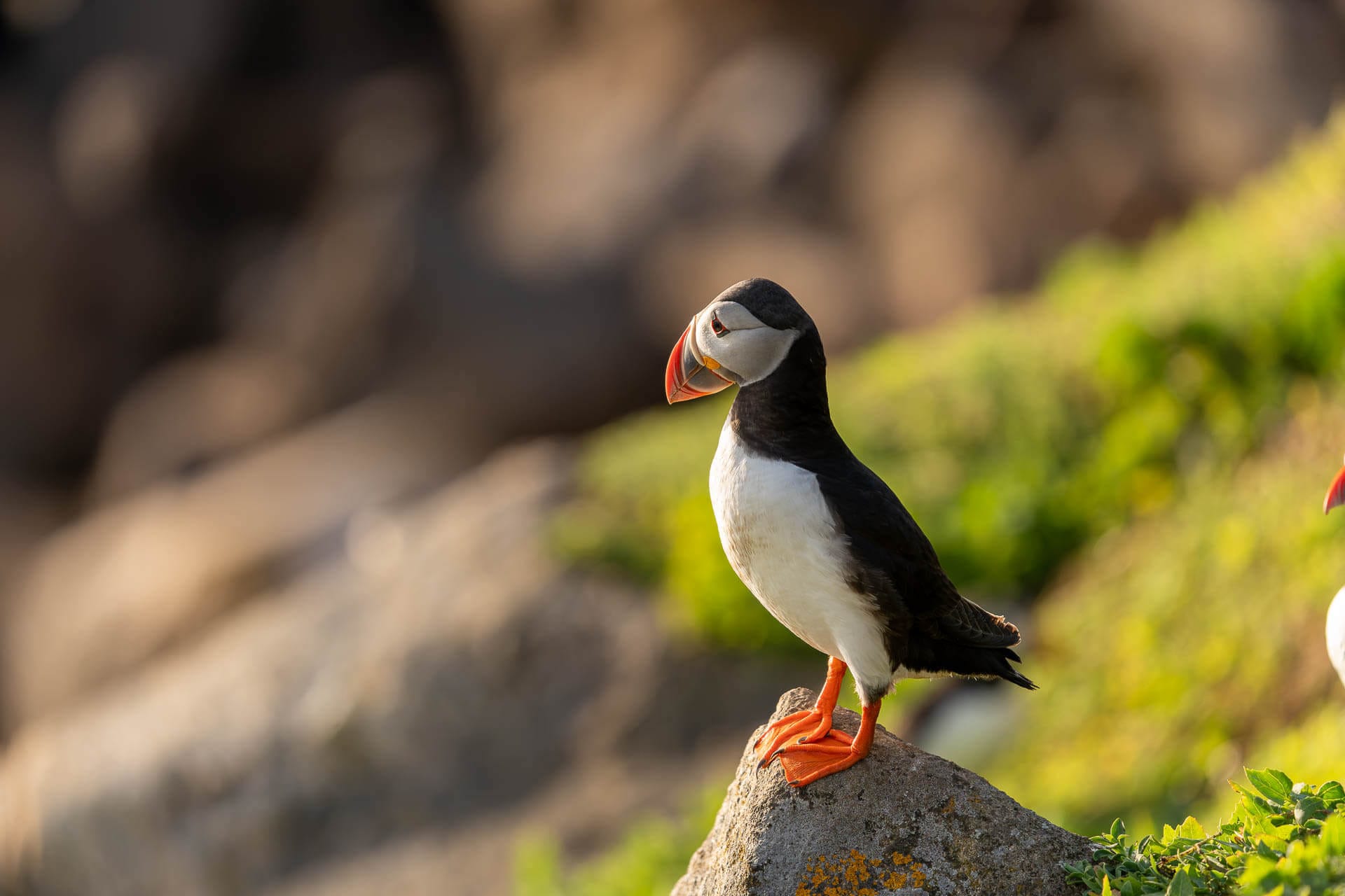 Puffin