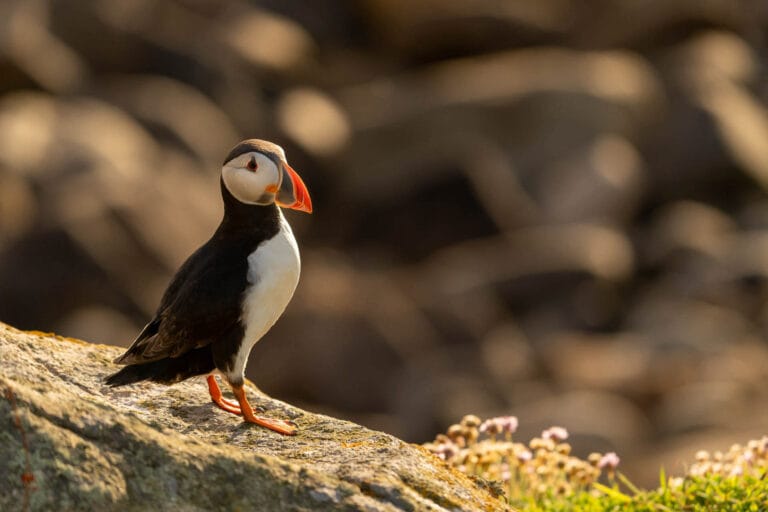 Puffin